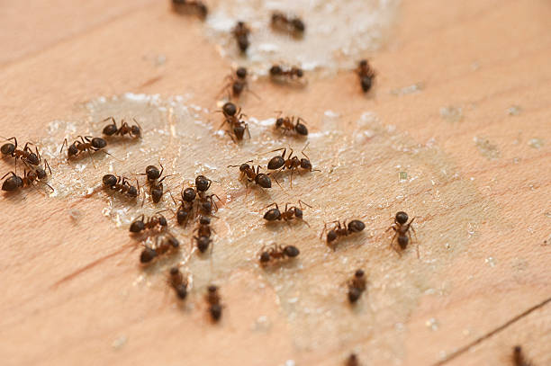Orland Park, IL Pest Control Company